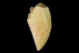 Serrated, Raptor Tooth - Real Dinosaur Tooth #158951-1